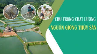 Chú trọng chất lượng nguồn giống thủy sản