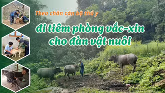 Theo chân cán bộ thú y đi tiêm phòng vắc-xin cho đàn vật nuôi