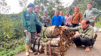 Nông dân thu trên 950 tỷ đồng từ các sản phẩm quế