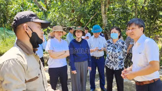 Lào Cai thành lập 5 đoàn công tác kiểm tra, chỉ đạo tăng cường phòng, chống dịch tả lợn châu Phi