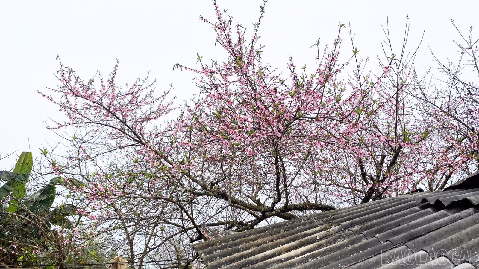 baolaocai-br_thiet-ke-chua-co-ten-38.png