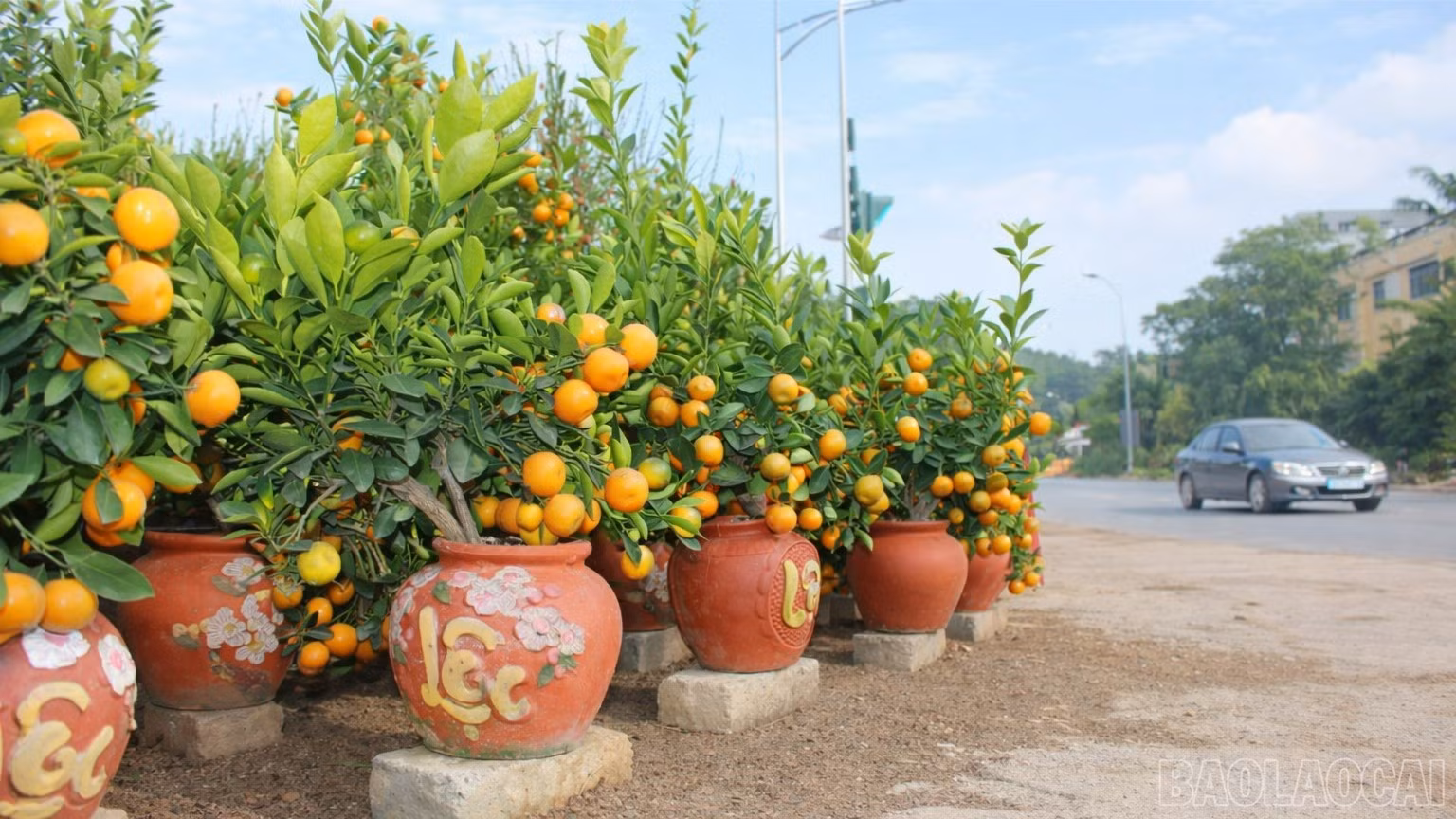 baolaocai-br_chatgpt-image-21-29-42-1-thg-2-2026-9422.jpg
