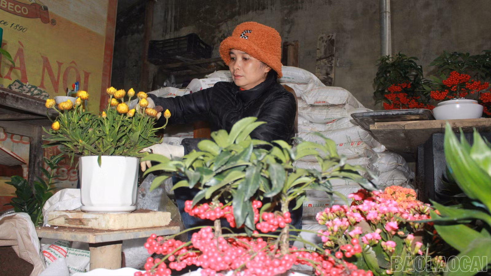 baolaocai-br_img-4548-3356.jpg