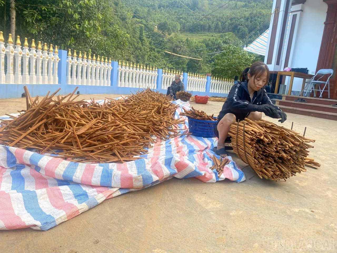 baolaocai-br_z7326605059006-e749e5305bdac5261df1fe439072564b.jpg