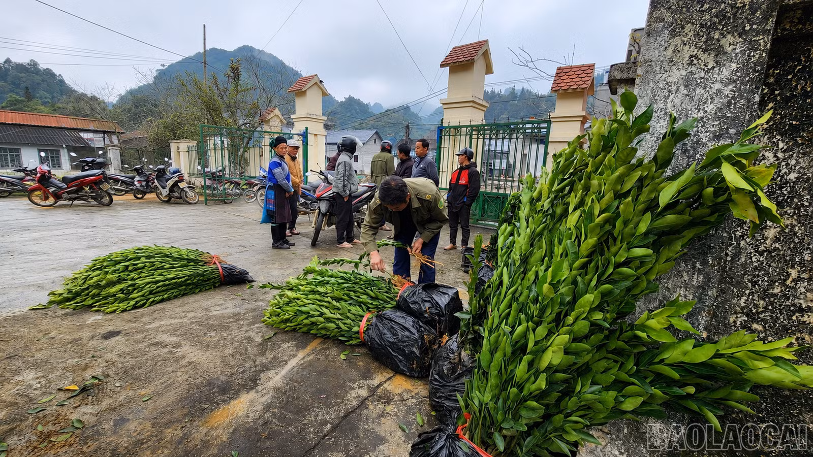 baolaocai-br_chatgpt-image-11-05-38-7-thg-7-2026.png