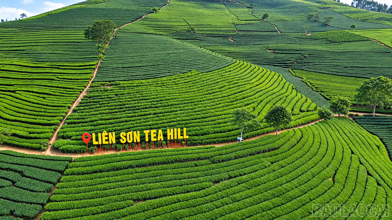 baolaocai-br_doi-che-lien-son-xanh-muot.png