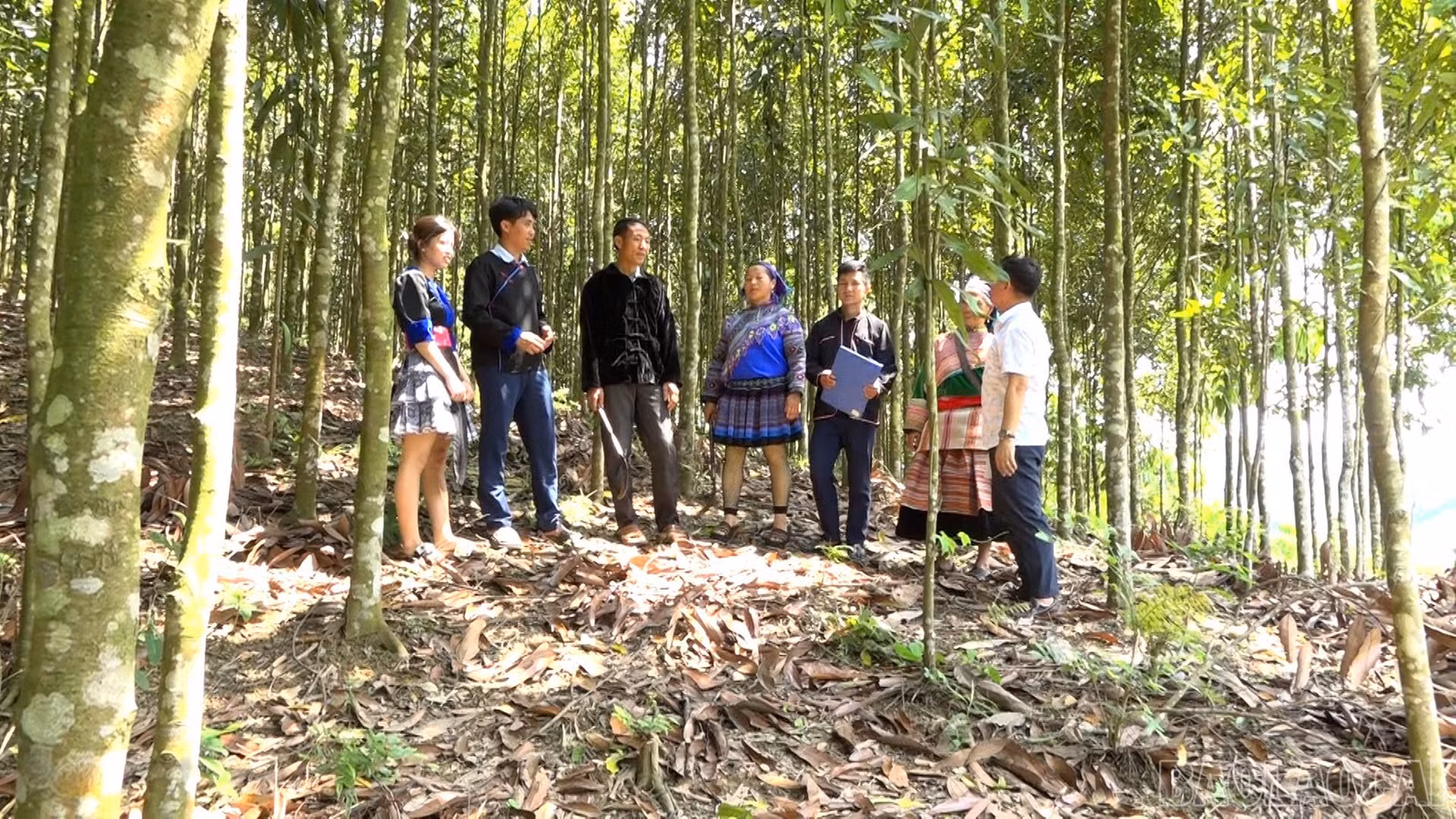 baolaocai-br_z7890891334234-ee6d3869490632d60f7e65924909bc33.jpg