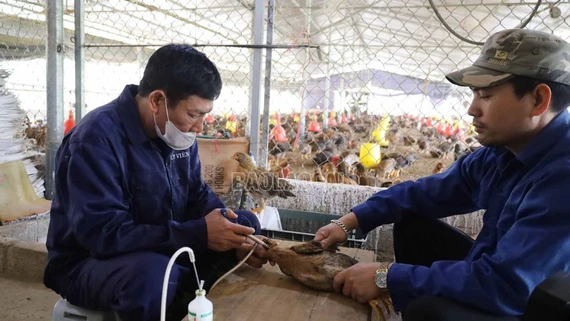 Đẩy nhanh tiến độ tiêm phòng vắc xin cho vật nuôi