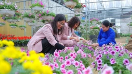 Rộn ràng thị trường hoa, cây cảnh Tết