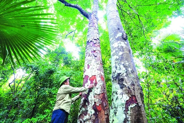 Mãnh hổ giữ rừng lim.