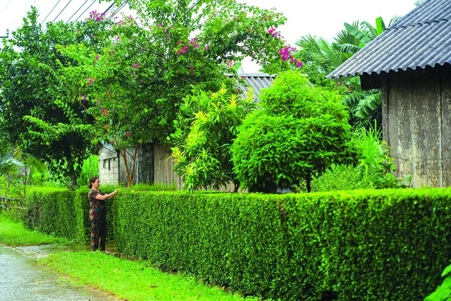 Cảnh làng quê Tân Hóa.