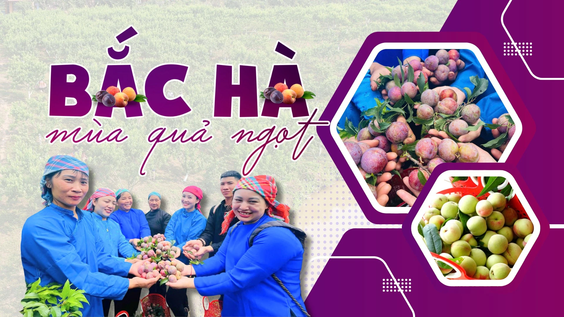Bắc Hà mùa quả ngọt