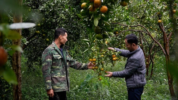 Những đảng viên trẻ tiên phong mở lối thoát nghèo