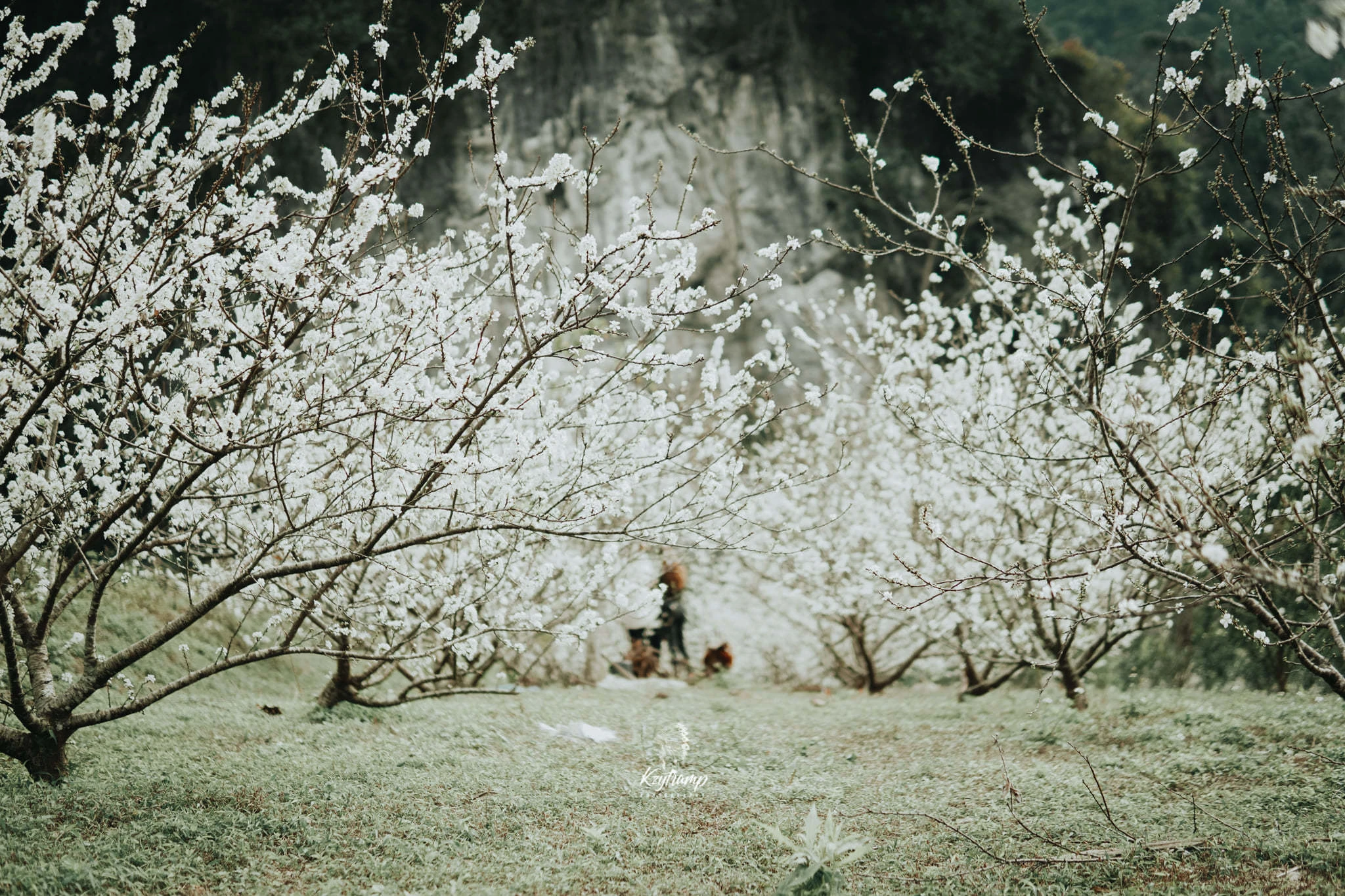 Thảo nguyên đẹp như tranh ở Lạng Sơn, khách đổ về cắm trại, chèo thuyền, ngắm ngựa phi ảnh 9 Thảo nguyên đẹp như tranh ở Lạng Sơn, khách đổ về cắm trại, chèo thuyền, ngắm ngựa phi
