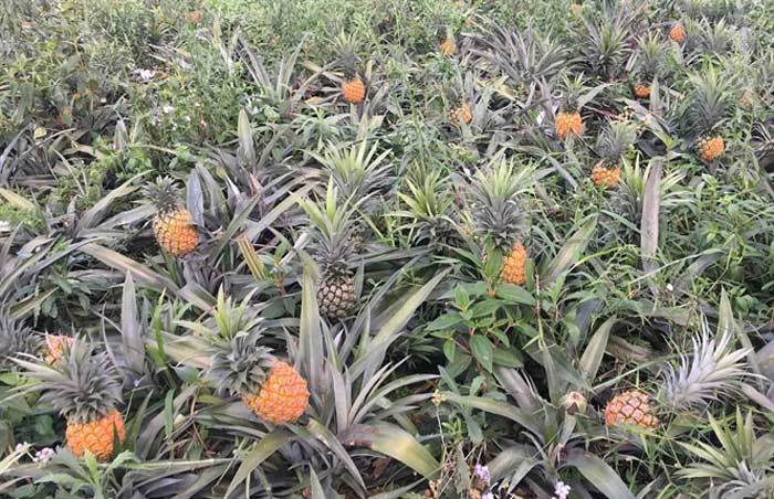 Đặc sản Lào Cai về Hà Nội: Món ngon ứa mật, giá rẻ tha hồ chọn ảnh 4 Đặc sản Lào Cai về Hà Nội: Món ngon ứa mật, giá rẻ đổ đống tha hồ chọn