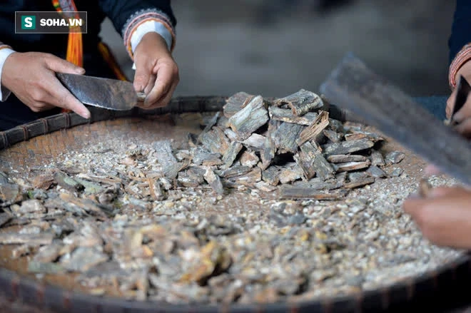 Thót tim nhìn người nhện đu dây tìm hái “lộc Phật” trên đỉnh Hoàng Liên Sơn - Ảnh 3. Thót tim nhìn người nhện đu dây tìm hái “lộc Phật” trên đỉnh Hoàng Liên Sơn - Ảnh 3.