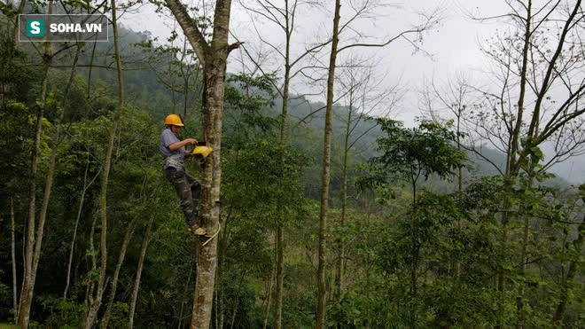 Thót tim nhìn người nhện đu dây tìm hái “lộc Phật” trên đỉnh Hoàng Liên Sơn - Ảnh 8. Thót tim nhìn người nhện đu dây tìm hái “lộc Phật” trên đỉnh Hoàng Liên Sơn - Ảnh 8.