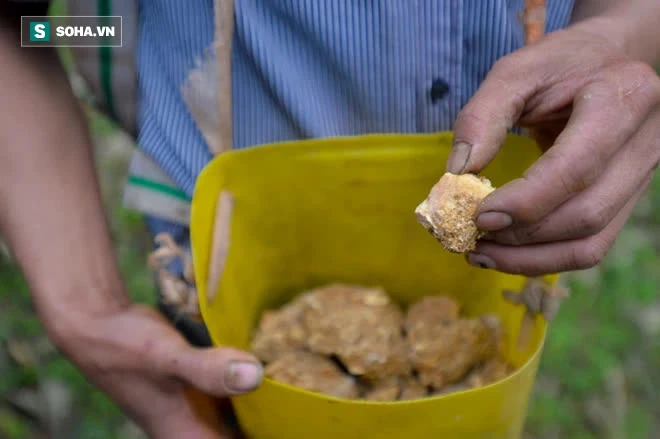 Thót tim nhìn người nhện đu dây tìm hái “lộc Phật” trên đỉnh Hoàng Liên Sơn - Ảnh 6. Thót tim nhìn người nhện đu dây tìm hái “lộc Phật” trên đỉnh Hoàng Liên Sơn - Ảnh 6.