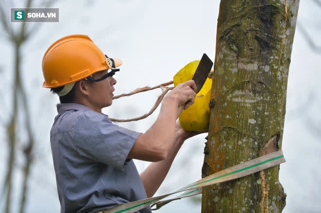 Thót tim nhìn người nhện đu dây tìm hái “lộc Phật” trên đỉnh Hoàng Liên Sơn - Ảnh 5. Thót tim nhìn người nhện đu dây tìm hái “lộc Phật” trên đỉnh Hoàng Liên Sơn - Ảnh 5.