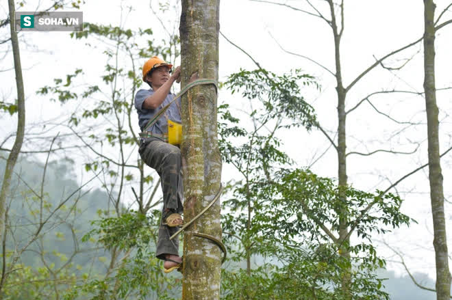 Thót tim nhìn người nhện đu dây tìm hái “lộc Phật” trên đỉnh Hoàng Liên Sơn - Ảnh 7. Thót tim nhìn người nhện đu dây tìm hái “lộc Phật” trên đỉnh Hoàng Liên Sơn - Ảnh 7.