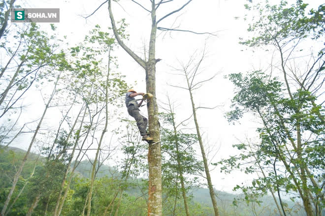 Thót tim nhìn người nhện đu dây tìm hái “lộc Phật” trên đỉnh Hoàng Liên Sơn - Ảnh 1. Thót tim nhìn người nhện đu dây tìm hái “lộc Phật” trên đỉnh Hoàng Liên Sơn - Ảnh 1.