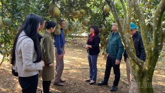 Phường Trung Tâm phát triển thương hiệu bưởi da xanh 