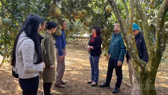 Phường Trung Tâm phát triển thương hiệu bưởi da xanh 