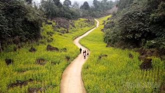 Mùa hoa cải ở Suối Giàng.