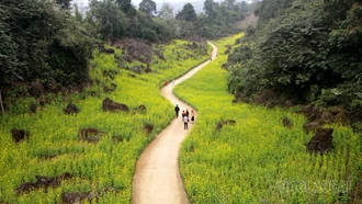 Mùa hoa cải ở Suối Giàng.