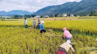 Phường Cầu Thia chủ động phòng chống bão số 9, đảm bảo an toàn sản xuất và đời sống Nhân dân