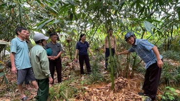 Cán bộ xã Lương Thịnh trao đổi với các hộ dân về chăm sóc diện tích tre măng Bát Độ.