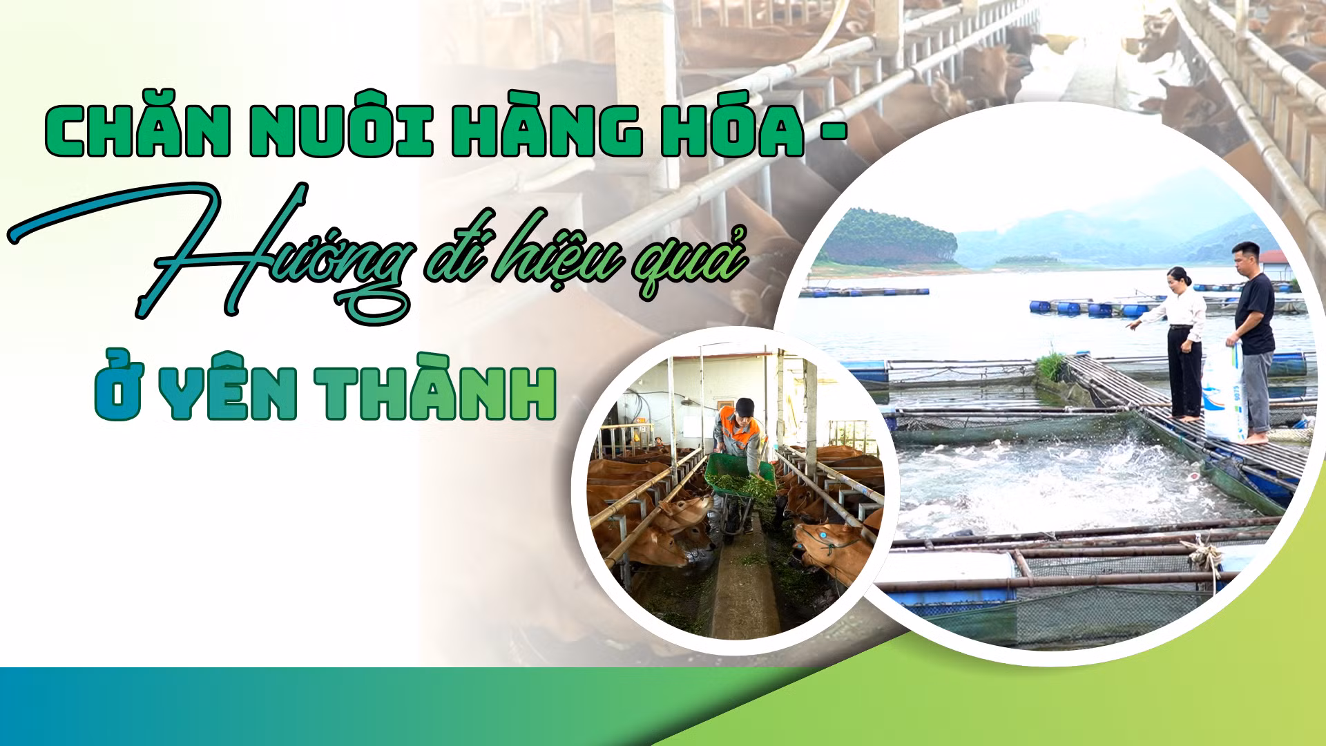 Chăn nuôi hàng hóa - hướng đi hiệu quả ở Yên Thành