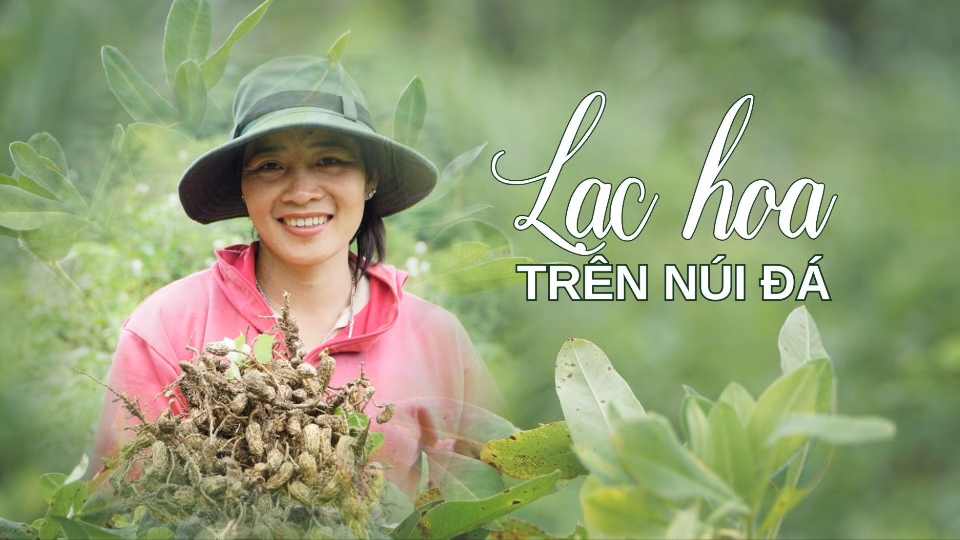 Lạc hoa trên núi đá