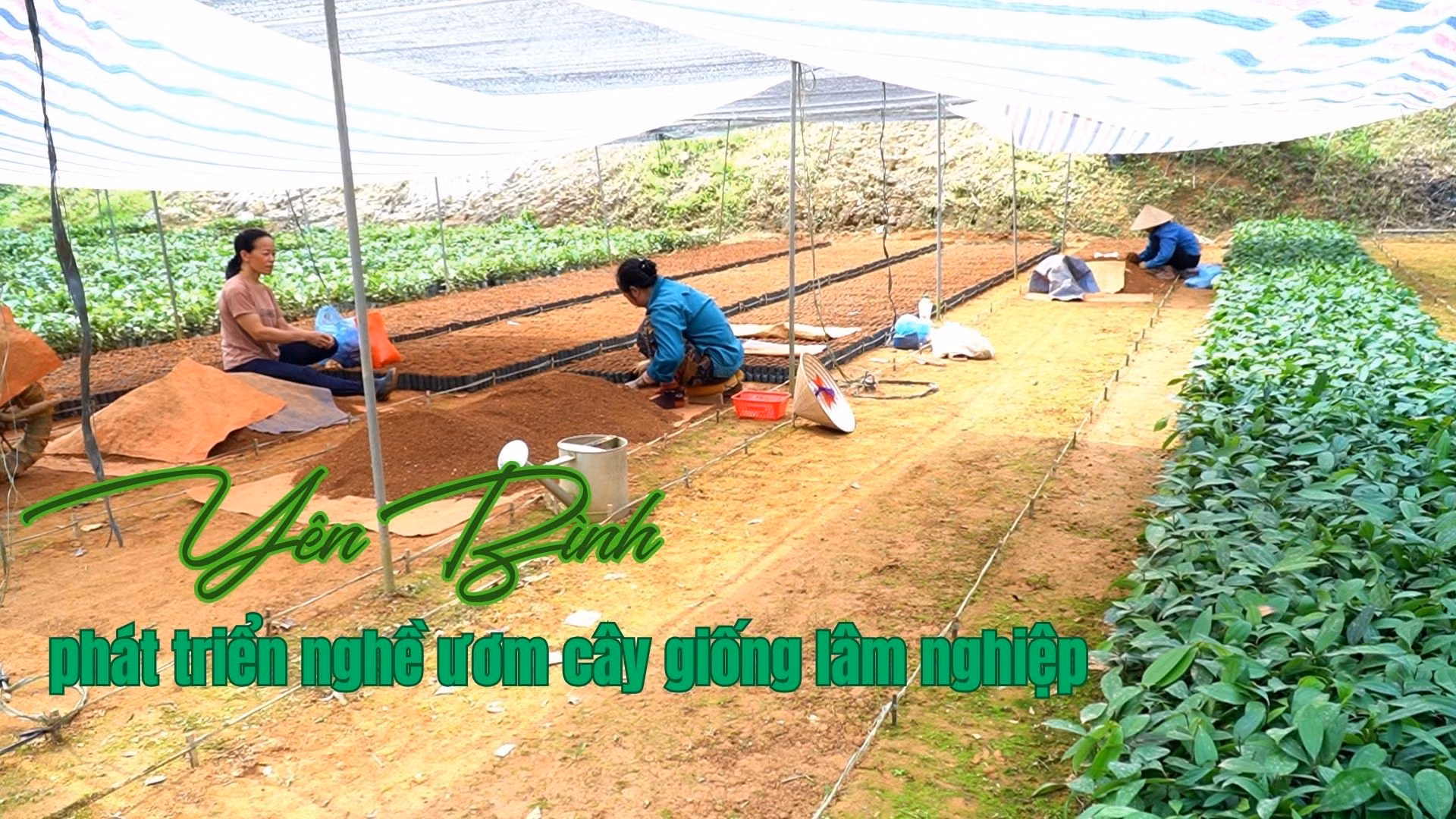 Yên Bình phát triển nghề ươm cây giống lâm nghiệp