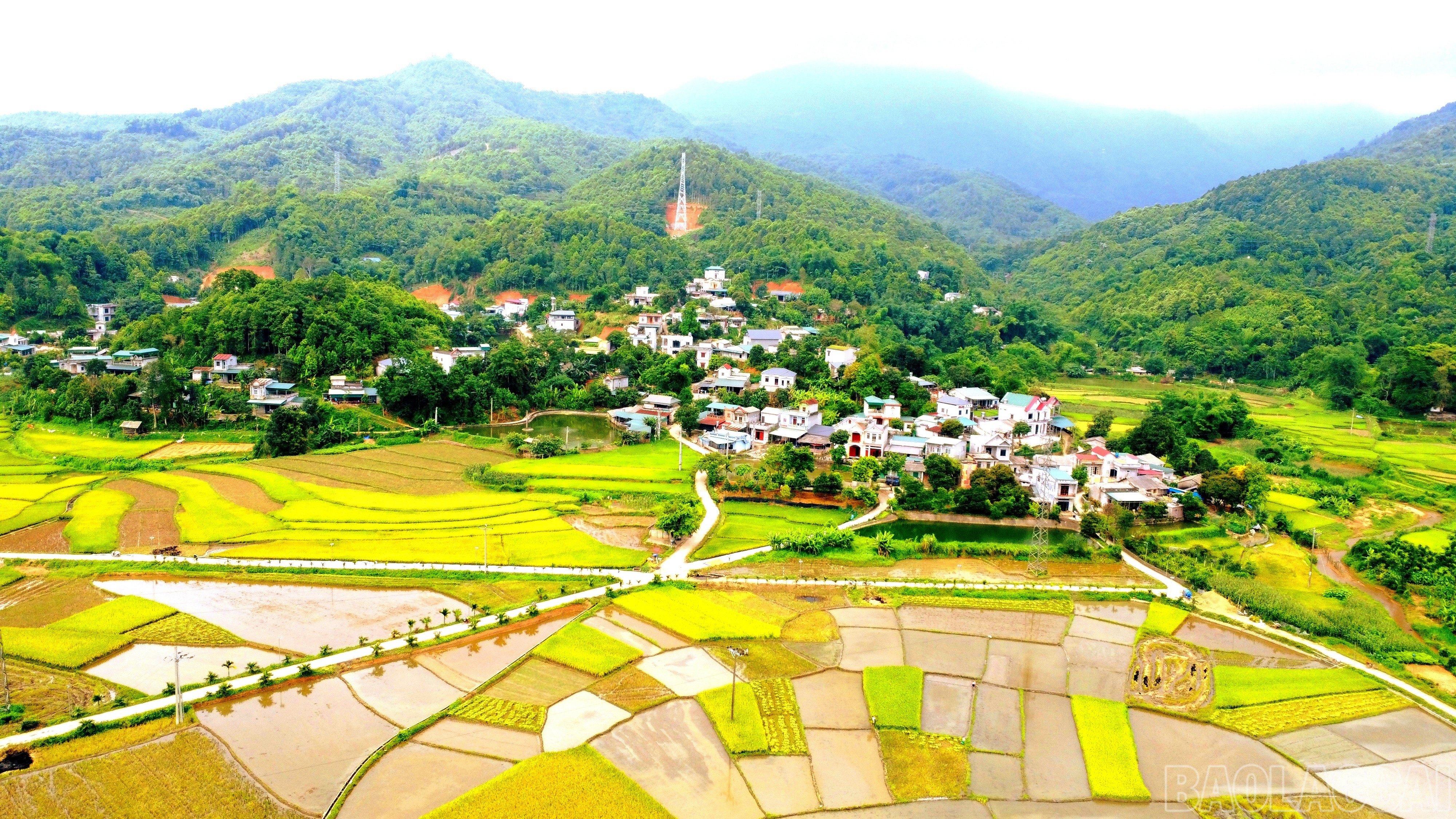 Mùa vàng đã về trên những vùng quê trù phú. baolaocai-br_img-20250603-152756.jpg