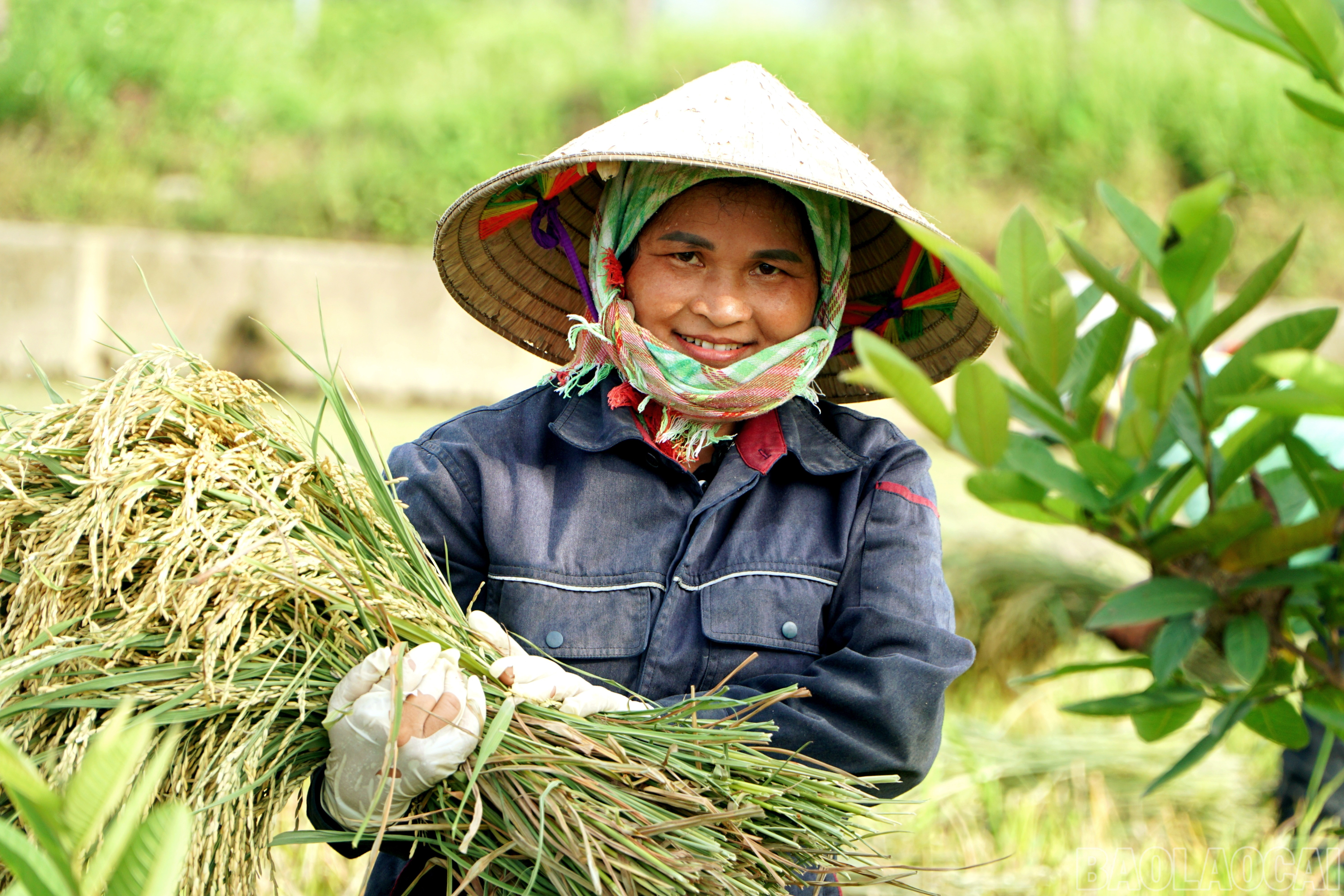 Niềm vui được mùa. baolaocai-br_img-20250603-120649.jpg
