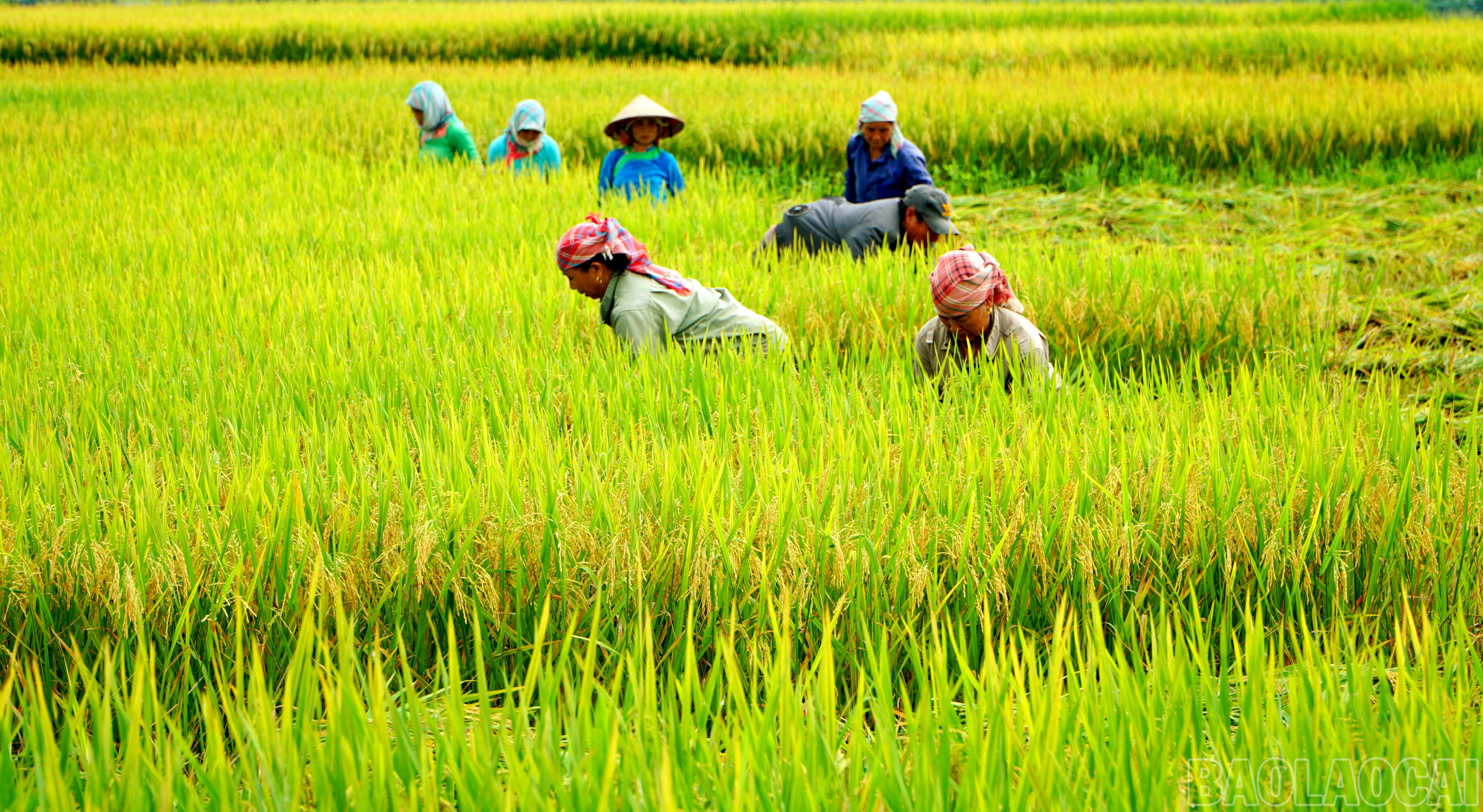 Không khí lao động khẩn trương trên khắp các cánh đồng. baolaocai-br_img-20250603-121447.jpg