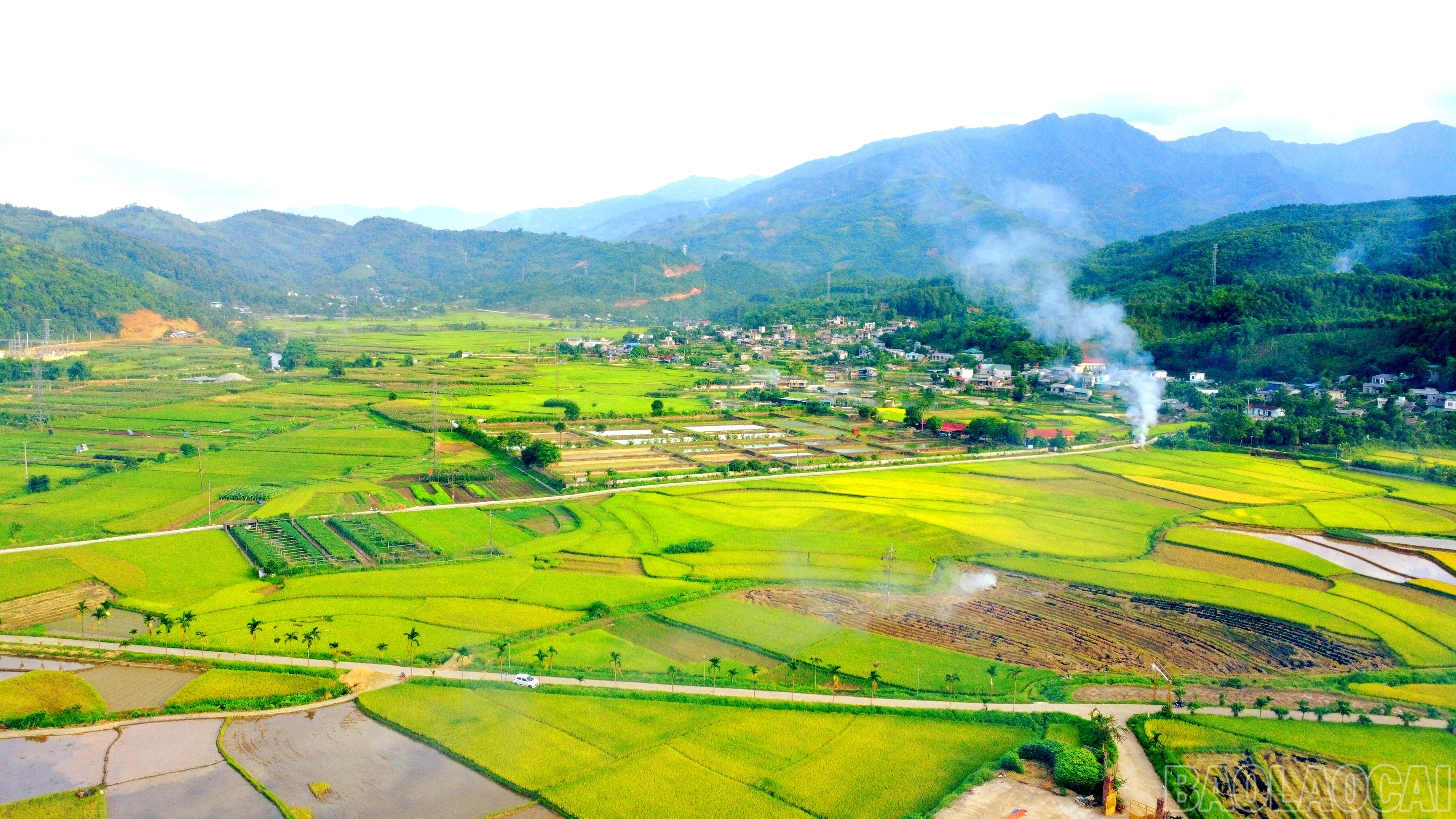 Vụ xuân, toàn tỉnh gieo cấy hơn 9.600 ha lúa, tập trung ở các huyện Bảo Thắng, Văn Bàn, Bảo Yên, Bát Xát... Thời điểm này, trên khắp các cánh đồng, nông dân đã bắt đầu thu hoạch lúa. baolaocai-br_img-20250603-122217.jpg