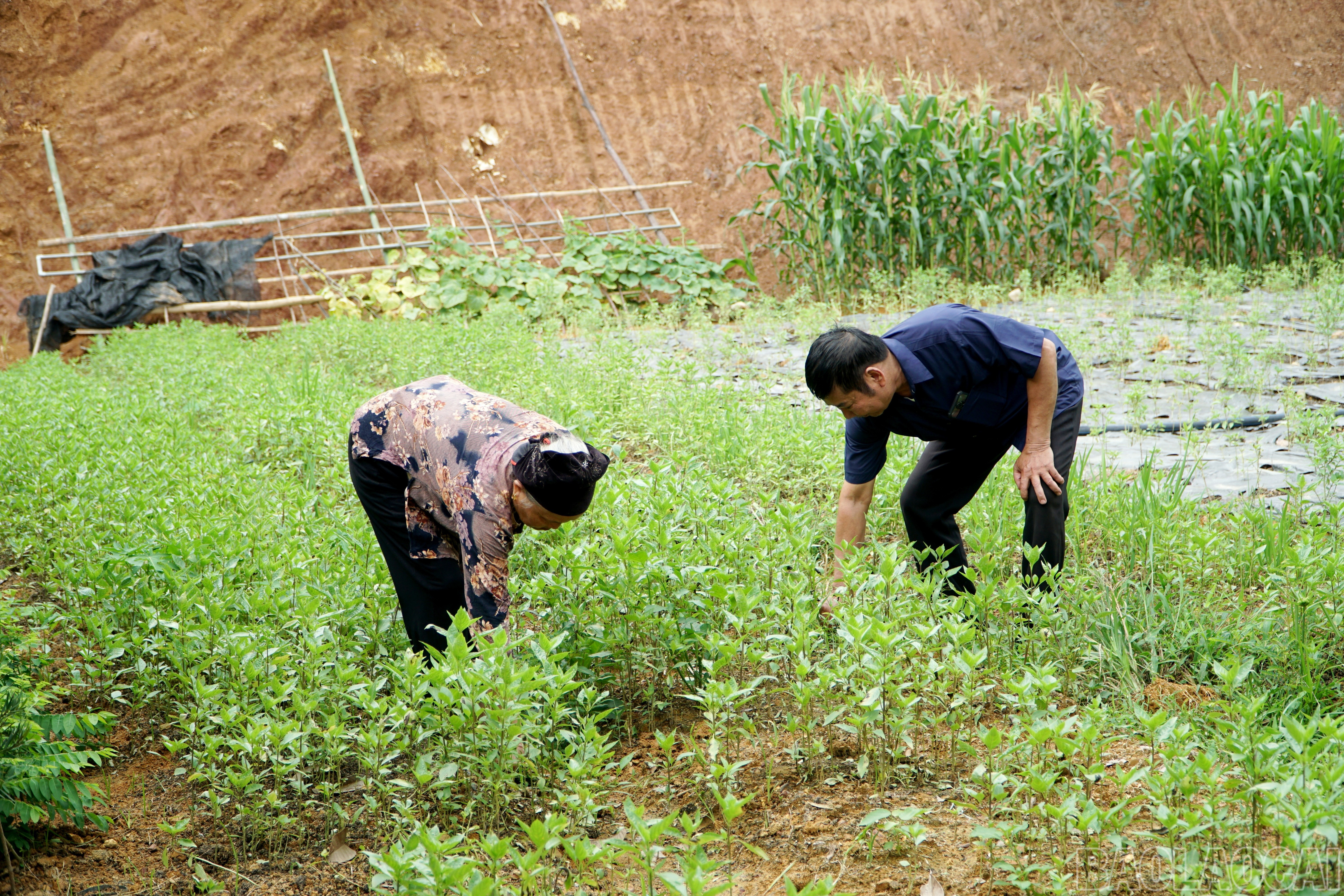 Gia đình bà Thinh tiên phong triển khai mô hình kinh tế mới. baolaocai-br_img-20250607-102556.jpg