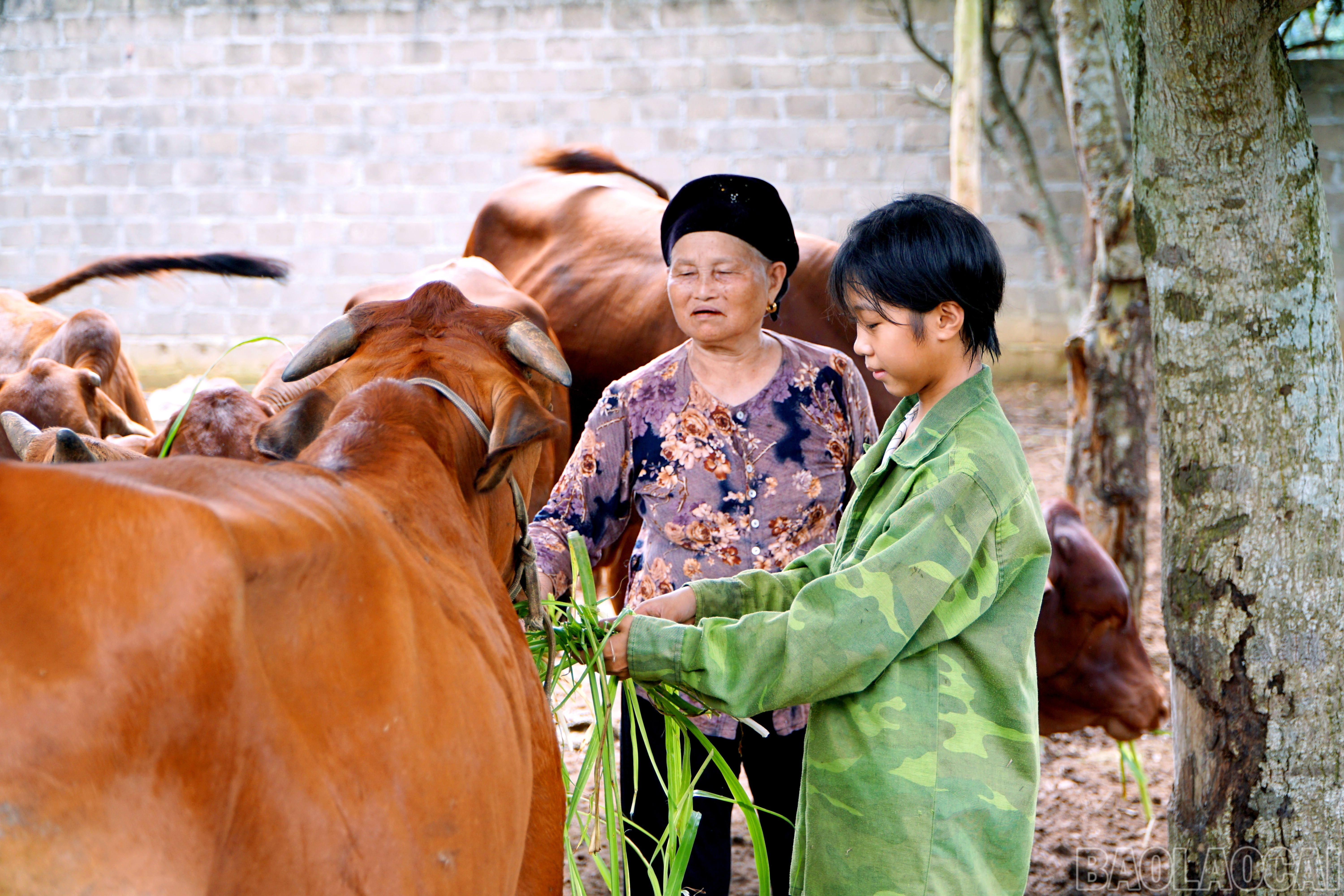 Hộ bà Hoàng Thị Thinh là điển hình phát triển kinh tế. baolaocai-br_img-20250607-102524.jpg