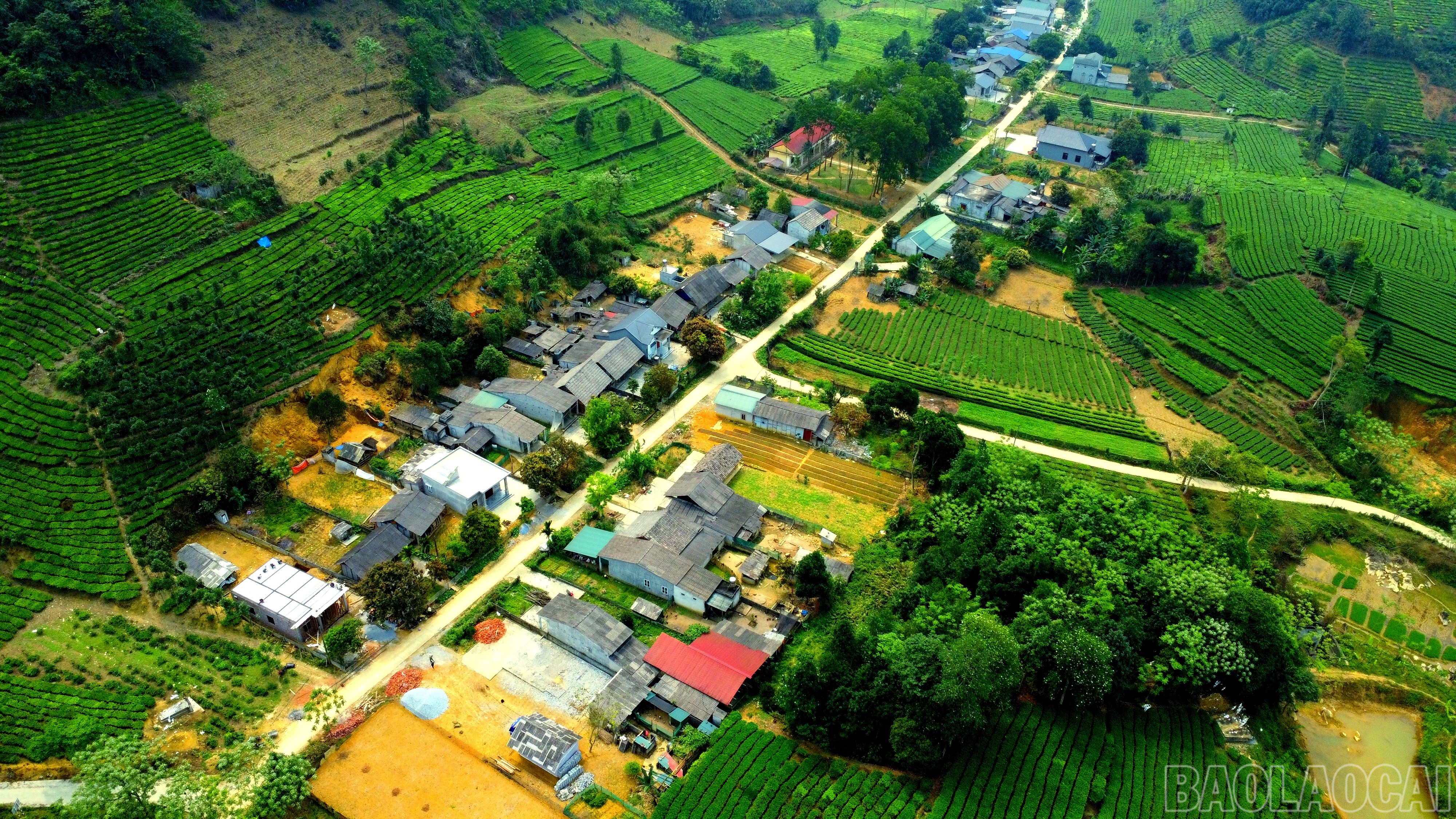 Những nương chè xanh ôm ấp bản làng, thể hiện sự no ấm, đủ đầy. baolaocai-br_img-20250607-163524.jpg
