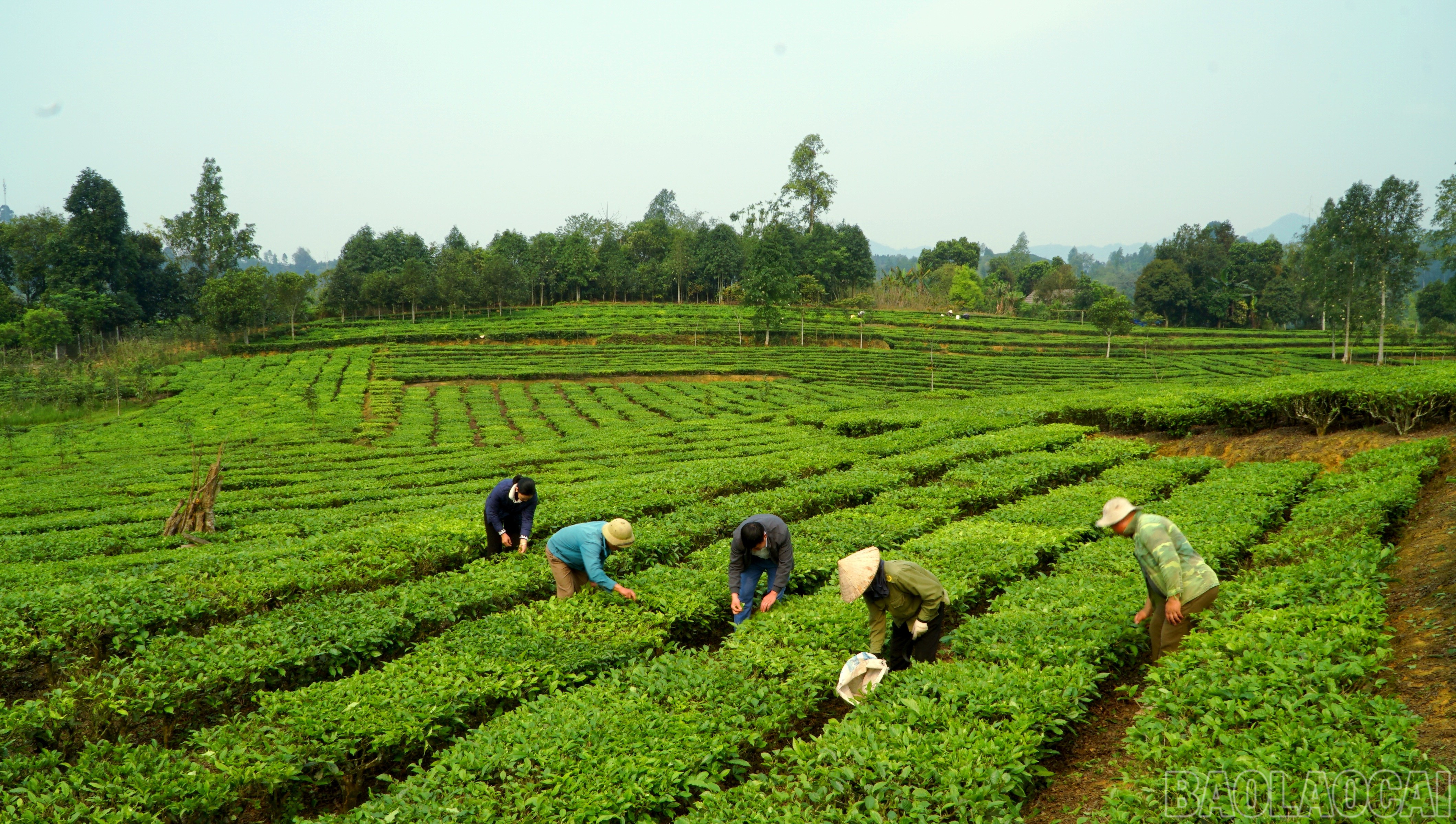 Cây chè hiện được trồng ở tất cả các xã, thị trấn của huyện Mường Khương, trong đó, 90% diện tích canh tác giống Shan tuyết. baolaocai-br_img-20250607-164555.jpg