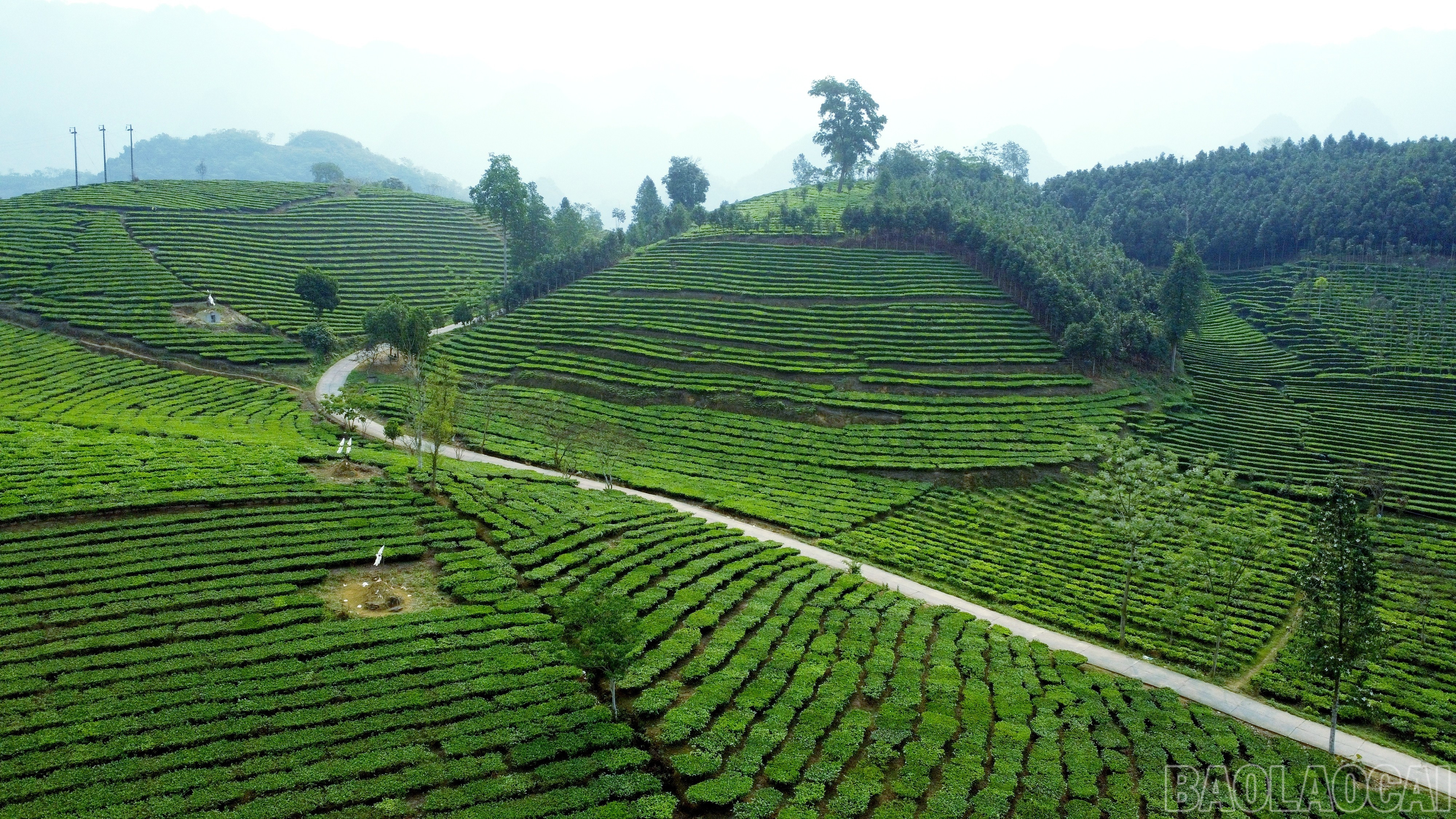 Vùng trồng chè Phẳng Tao (xã Bản Sen) được đánh giá là một trong những nương chè đẹp nhất với màu xanh mướt mắt, những hàng chè được cắt tỉa như ruộng bậc thang uốn lượn quanh nương đồi. baolaocai-br_img-20250607-163233.jpg