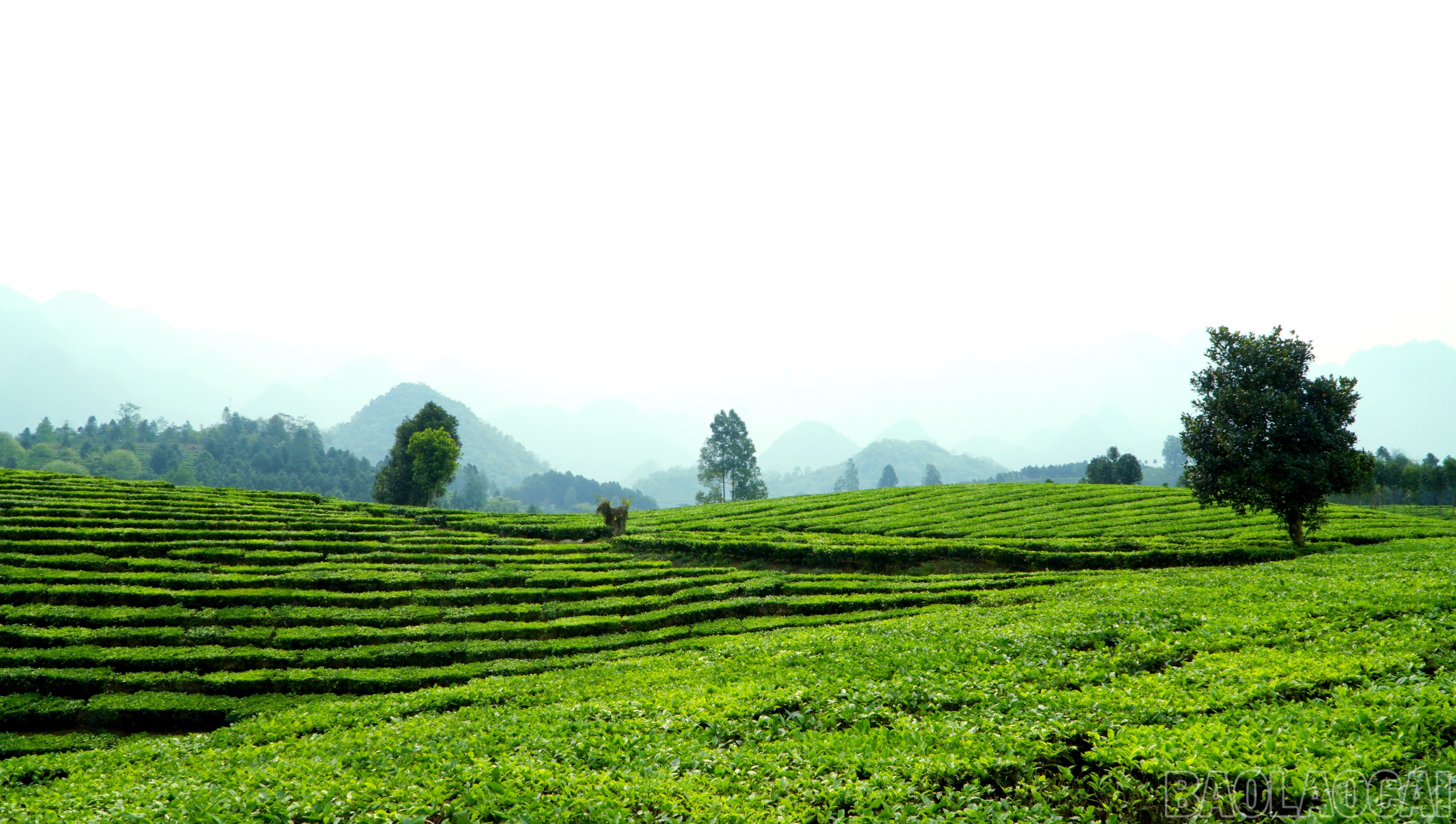 Ban mai tinh khiết trên nương chè ở Bản Sen. baolaocai-br_img-20250607-164516.jpg