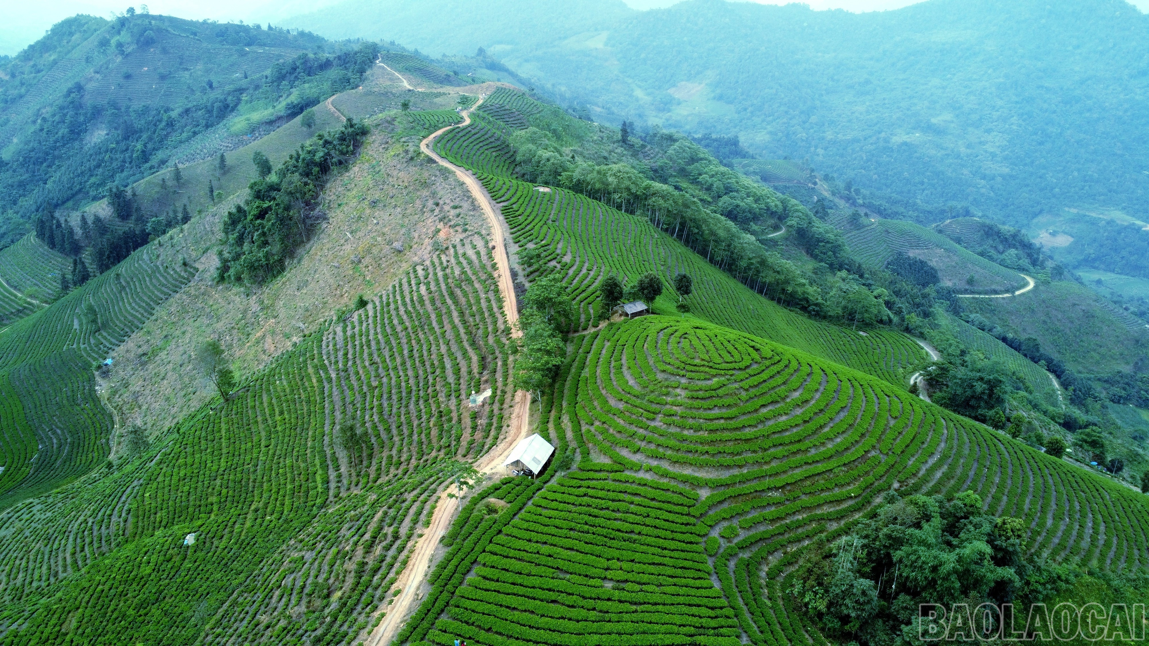 Những nương chè xanh ngát do bàn tay khéo léo của nông dân Mường Khương kiến tạo. baolaocai-br_img-20250607-162550.jpg
