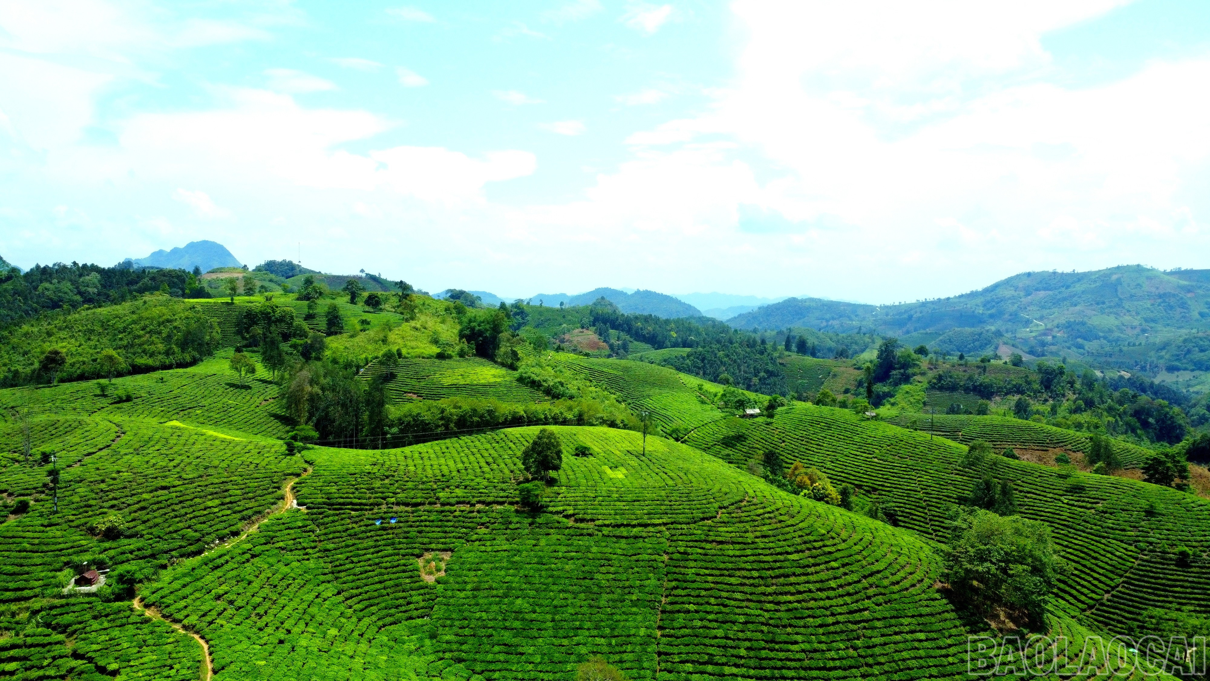 Toàn huyện Mường Khương có tổng diện tích trồng chè trên 5.800 ha, sản lượng chè búp tươi năm 2024 đạt trên 36.400 tấn. (Trong ảnh: Vùng chè Lùng Vai rộng lớn). baolaocai-br_img-20250606-222544.jpg