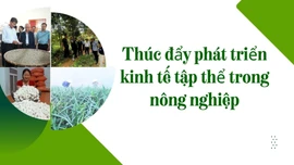 Thúc đẩy phát triển kinh tế tập thể trong nông nghiệp