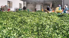 Sức mạnh từ các "hạt nhân" liên kết