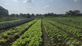 Lượng rau xanh đủ đáp ứng nhu cầu tiêu dùng dịp Tết 