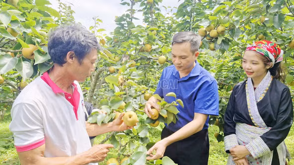 Tuần lễ trải nghiệm thu hoạch lê Nậm Pung sẽ khai mạc từ ngày 27/6
